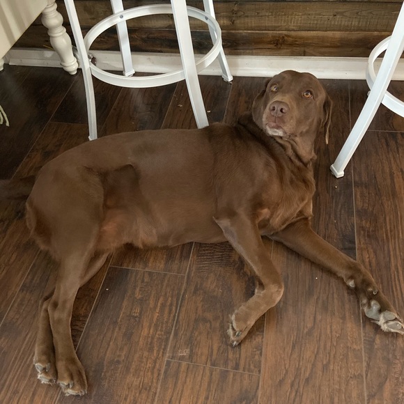 Meet your Posher, Kailey - Picture 1 of 1